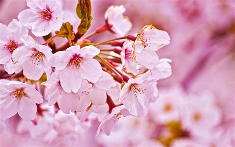 Gambar Bunga Sakura Wallpaper Bunga Sakura Cantik