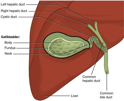 In humans the loss of the gallbladder is usually easily tolerated. Accessory Organs in Digestion: The Liver, Pancreas, and ...