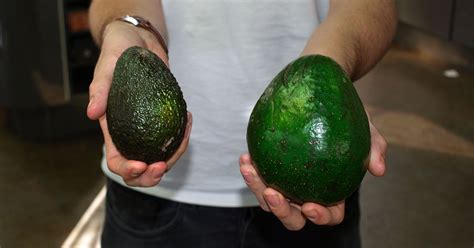 We Tried The Giant Avocado Which Is Five Times The Size Of A Normal One