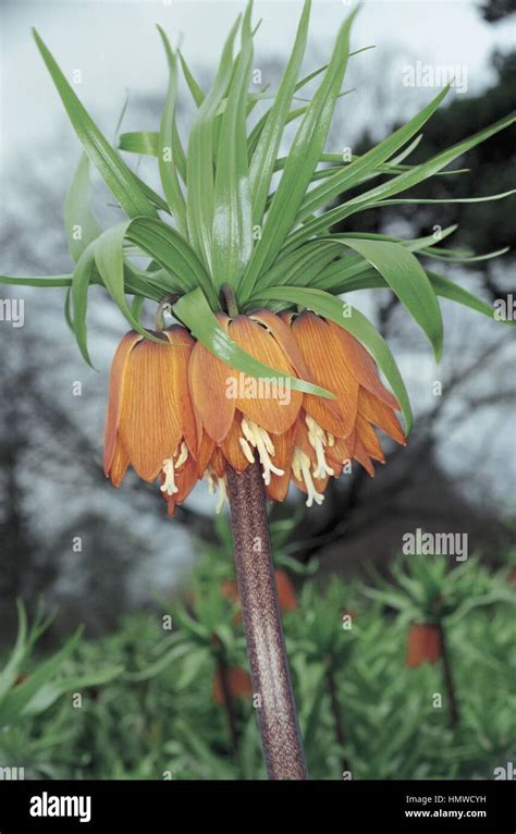 Botany Liliaceae Crown Imperial Fritillaria Imperialis Stock Photo