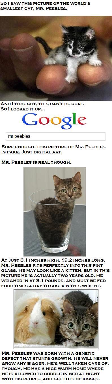 Mr Peebles
