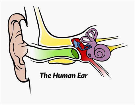 Auditory Processing Presentation Ear Diagram With Label Free