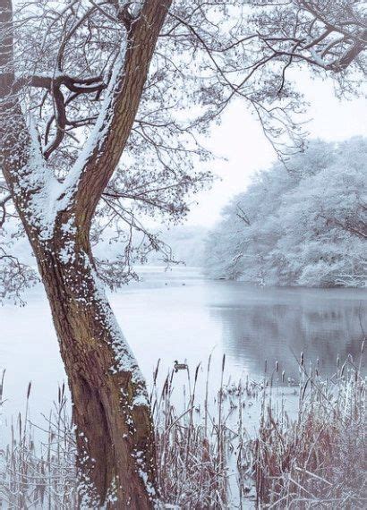 Snow Winter Forest Nature Pond Lake с изображениями Живописные пейзажи Пейзажи