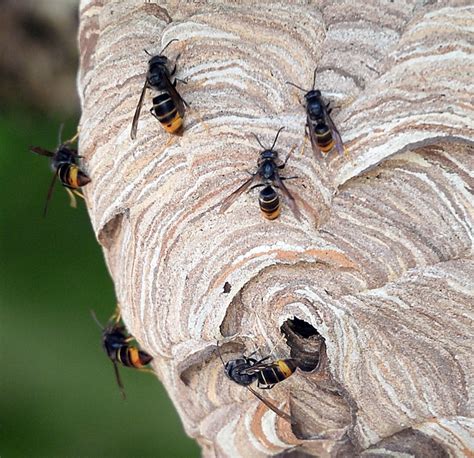 Britain Braced For Killer Asian Hornets As 80 Nests Found In Jersey Daily Star