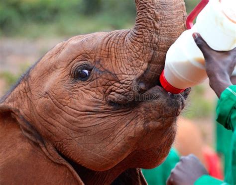 Baby Elephant Feeding From A Bottle Of Milk Stock Image Image Of