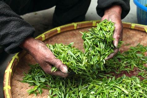 This process not only increases the amino acid content of the tea, but also the chlorophyll content which gives matcha its bright green color. Where does tea come from?