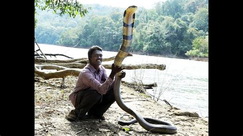 World`s Biggest King Cobra I In India I Most Dangerous I Powerful I In