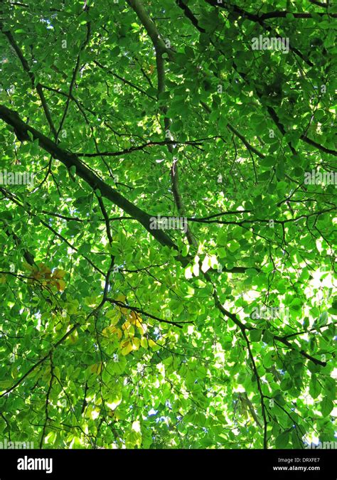 Green Leaf Canopy Stock Photo Alamy