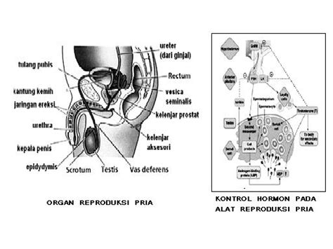 Maybe you would like to learn more about one of these? SISTEM REPRODUKSI MANUSIA