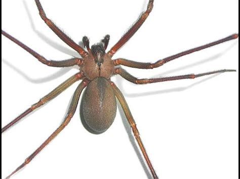 What you need to know. VISUAL CONFIRMATION : BROWN RECLUSE SPIDER !!! - YouTube