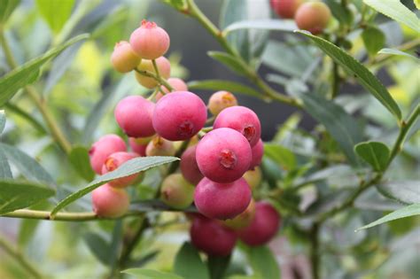 This delicious, sweet blueberry or should we say pinkberry is a fun and easy plant to grow. How to grown your own blueberries - and save money in the ...