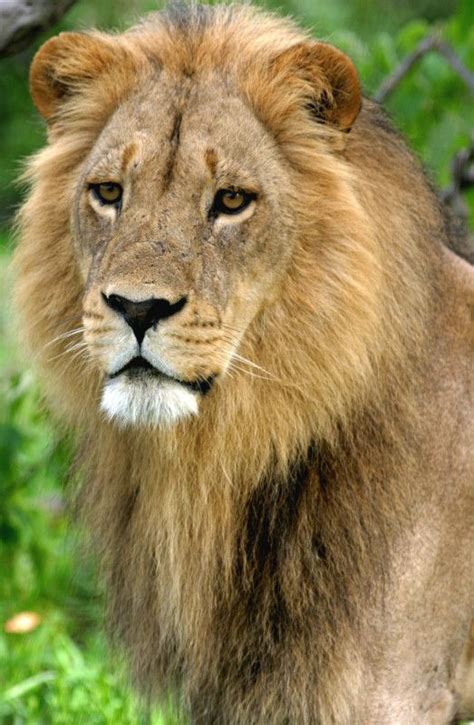 A Stunning Male Lion Photo Credit Craig R Sholley Majestic Animals