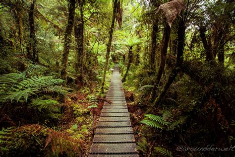 A Rainforest In New Zealand Rainforest New Zealand Pathways