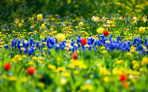 Spring Flowers New Hd Wallpapers Wallpapers