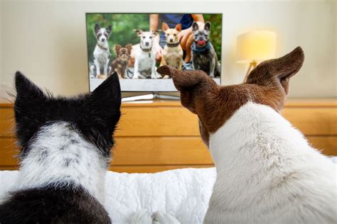 Do Dogs Watch Tv And What Do They See Interesting Facts Dogster