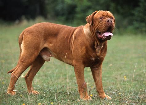 Sie ist ein zuverlässiger schutzhund mit hoher reizschwelle. Bordeaux dogge Charakter, Haltung & Pflege | zooplus