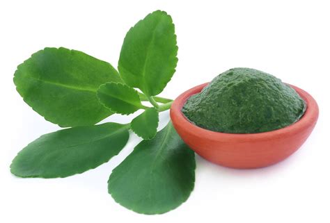 Miracle Leaf Benefits A Comprehensive Guide Healthysat