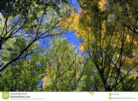 Yellow Orange And Red Autumn Leaves Germany Stock Photo Image Of