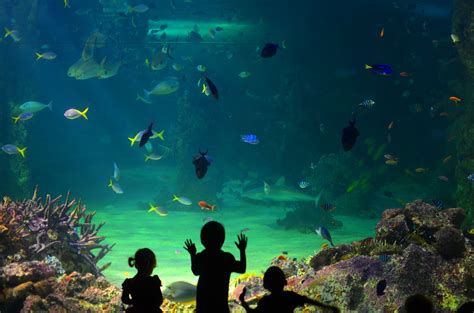 Sea Life Aquarium Sydney Australia Travhost