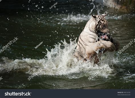 White Tiger Catching His Prey Stock Photo 49519165 Shutterstock