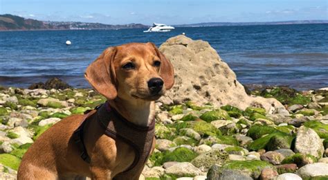 Dog Friendly Warwickshire explores Devon a blog from Dog Friendly