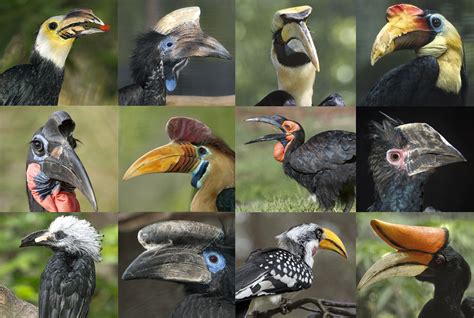 Hail To The Hornbill San Diego Zoo Wildlife Alliance Stories