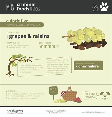 Poisoning due to the ingesting of grapes or raisins is a relatively new danger recognized by veterinarians , no one is sure if the toxicity itself is new, or if its discovery is. Can Dogs Eat Grapes and Raisins? | Healthy Paws