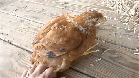 Chicken With Leg Problem Youtube