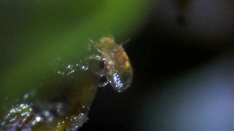 Strange Microscopic Bug Found On Moss 100x Youtube