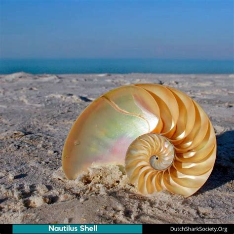Top 10 Rarest Seashells Dutch Shark Society