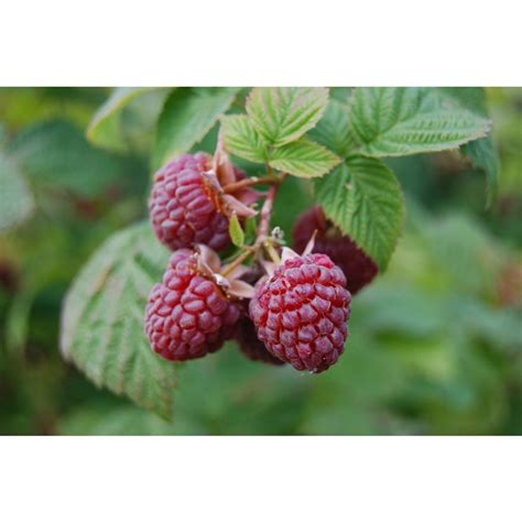 Sweet Berry Selections Heritage Red Raspberry Fruit