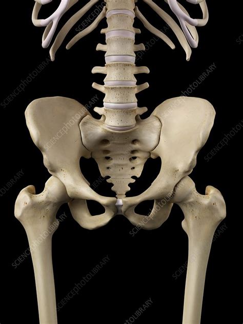 Human Hip Bone Artwork Stock Image F0094460 Science Photo Library