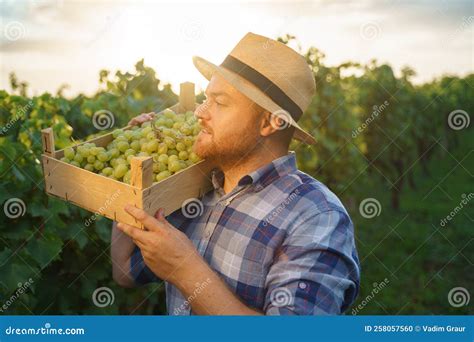 Side View Of Young Farmer Viticulturist Holding Box Of Grapes On