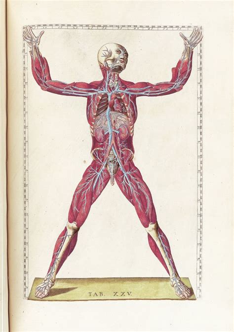 7 Fantastic Vintage Anatomy Drawings Anatomy Art Medical