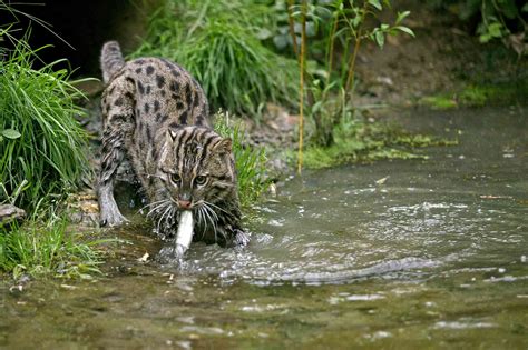 12 Amazing Animals That Thrive In Swamps