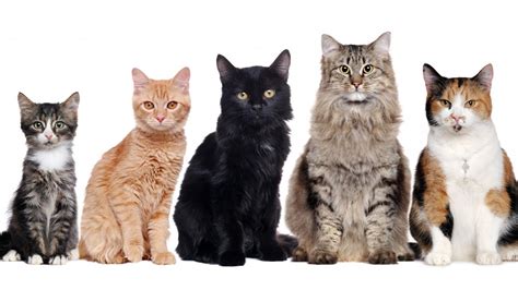 Statistics show there are more than 70 species of cats. How many different cat breeds are there in the world?