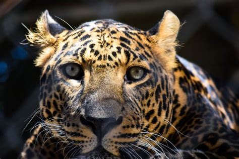 The 10 Most Beautiful Endangered Animals In The World