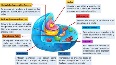 Partes De La Celula Eucariota Animal Y Sus Funciones Compartir Celular