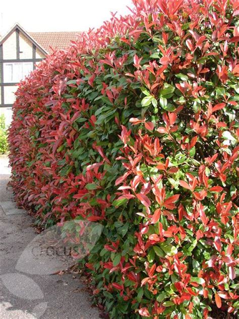 Maybe you would like to learn more about one of these? 26 best images about Groenblijvende struiken/planten on ...