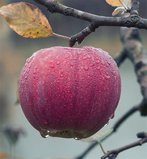 How To Grow A Pink Lady Apple Tree From Seed - Pink Lady Apple Tree For Sale