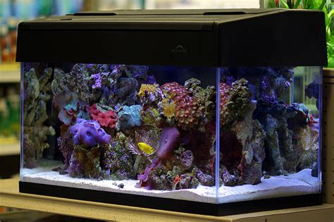 Nano Reef Aquarium Secrets Simplicity Is Key Reef Builders The