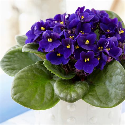 #africanviolets #houseplants #indoorplants #containergardening #flowers… Buy African violet Saintpaulia 'Top Dark Blue': Delivery ...