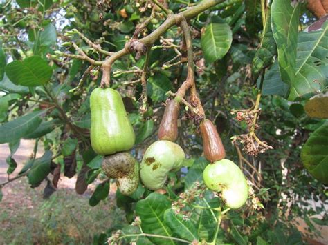 How Do Cashews Grow You Wont Believe This