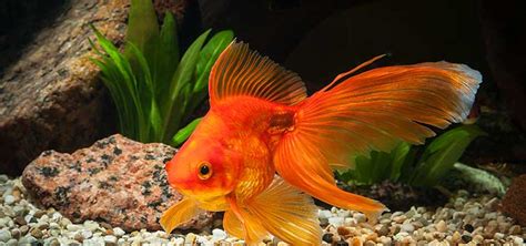 They are unlike any other tank mate. Can a Goldfish Eat African Dwarf Frogs? 9 Real Facts