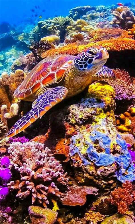 Hawaiian Green Sea Turtle And Reef Beautiful Sea Creatures Ocean