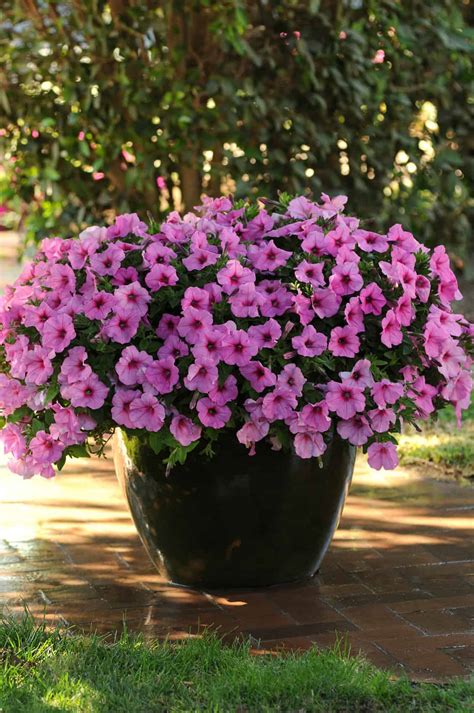 Wave Petunias Jolly Farmer