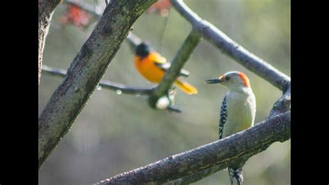 Backyard Birds Of Western Pennsylvania Youtube