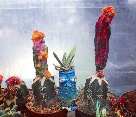 See more ideas about texas crafts, texas theme, texas. #cactus #chimera #myrtillo