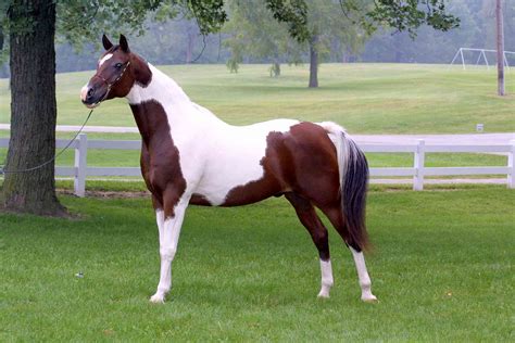 American Saddlebred Horse Breed Profile