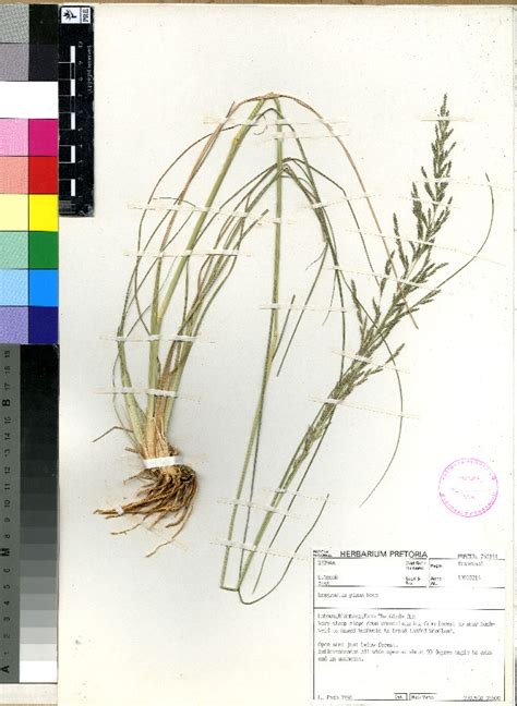 Bold Systems Taxonomy Browser Eragrostis Plana Species